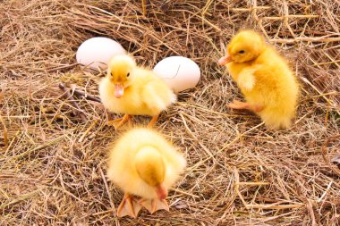 ducklings ve yumurta saman arka planda