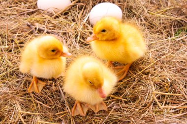 ducklings ve yumurta saman arka planda