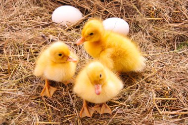 ducklings ve yumurta saman arka planda