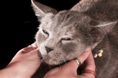 Cat get pleasure with hands on black background clipart