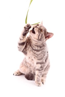 Genç kedi saldırısı yaprak üzerinde beyaz izole