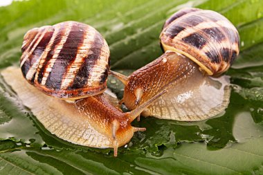 Two snails on leaf closeup clipart