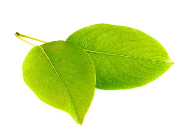 Beyaz üzerine izole edilmiş yapraklar