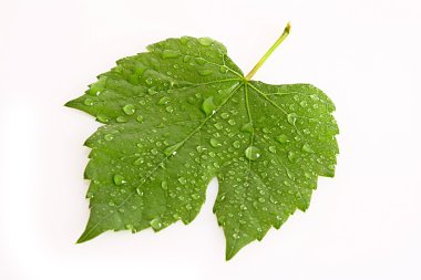 Beyaz üzerine izole edilmiş yapraklar