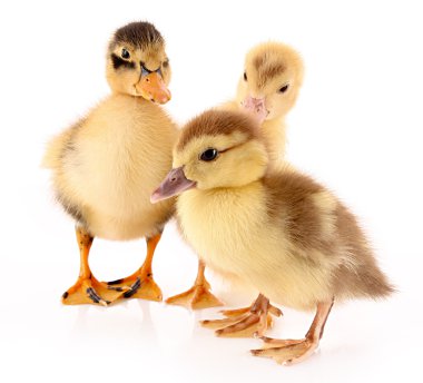 Three ducklings isolated on white clipart