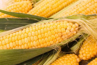 Few yellow corn clipart