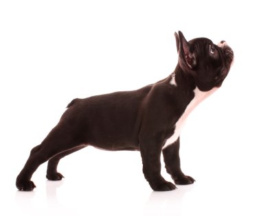 Genç bulldog üzerinde beyaz izole