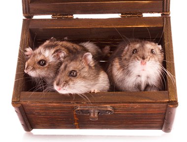 Hamsters in box clipart