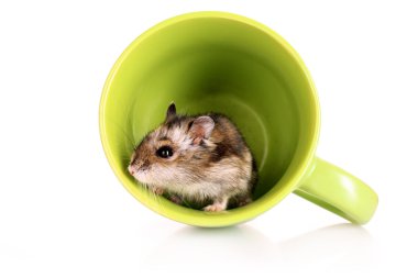 Yeşil fincan beyaz izole genç hamster