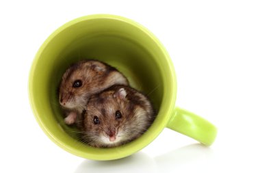 Young hamsters in green cup isolated on white clipart
