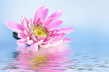 Pink fresh aster in water on blue background clipart