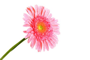 pembe gerbera çiçek