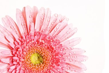 pembe gerbera çiçek