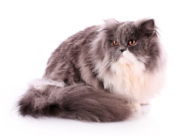 bicolor Farsça üzerinde beyaz izole kedi