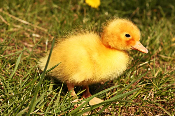 Young duckling at the farm — Stock Photo, Image