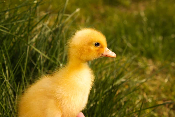 Farm küçük ördek yavrusu — Stok fotoğraf