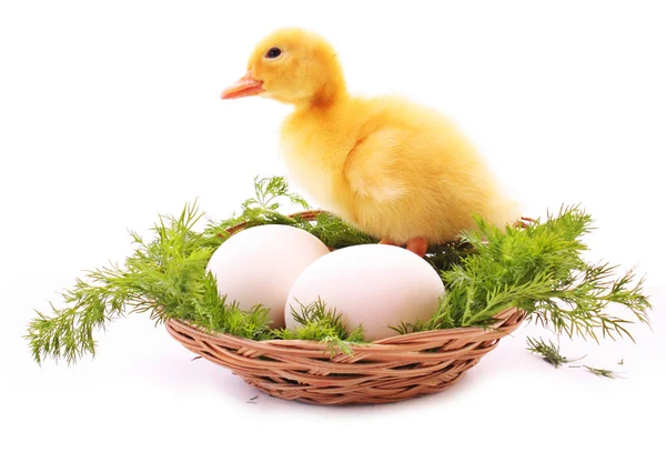 Утка в гнезде с изолированными яйцами — стоковое фото
