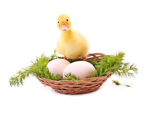 Kaczątko w gniazdo z jajkami na białym tle — Zdjęcie stockowe