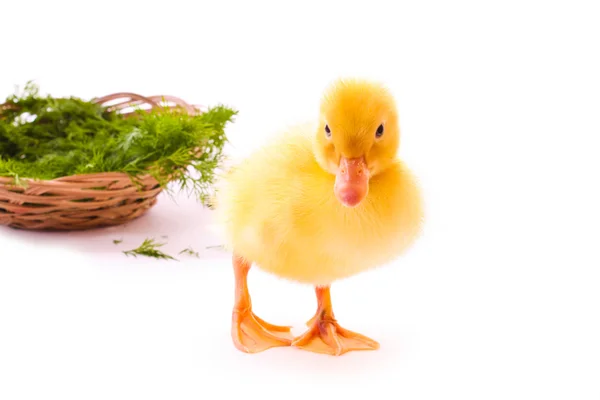 Duckling and basket isolated on white — Stock Photo, Image
