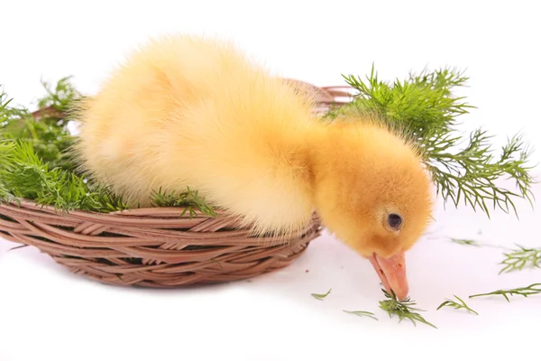 Duckling eating — Stock Photo, Image