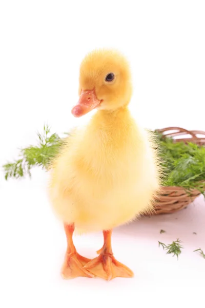 Duckling with celery and basket isolated on white — Stock Photo, Image