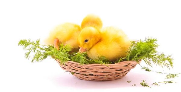 Two ducks in nest — Stock Photo, Image