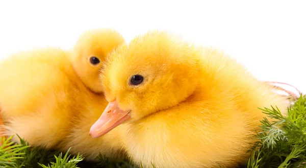 Ducklings on green grass — Stock Photo, Image