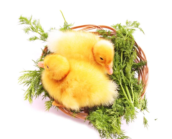 Two ducks in nest — Stock Photo, Image