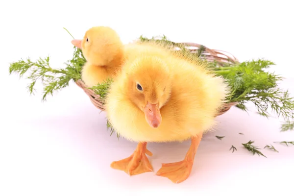 Two duckling — Stock Photo, Image