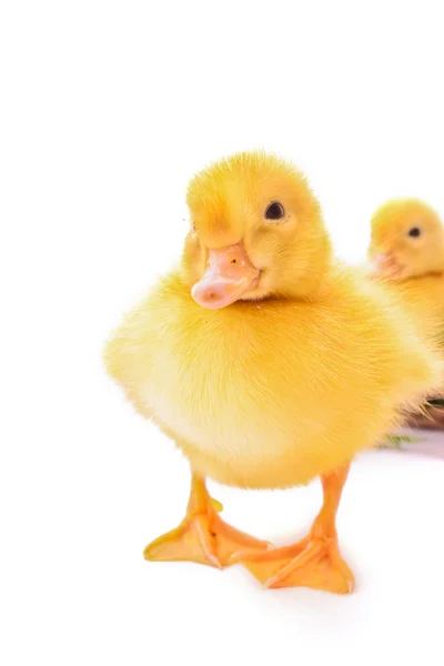 Young duckling — Stock Photo, Image
