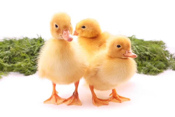 Three duckling on green background — Stock Photo, Image