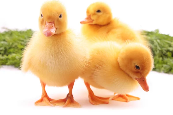 Three duckling on green background isolated on white — Stock Photo, Image