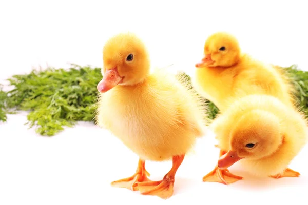 Three duckling on green background — Stock Photo, Image