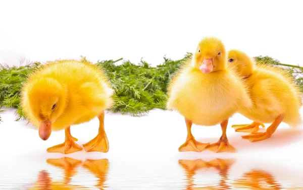 Three duckling with water reflection — Stock Photo, Image