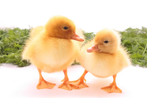 Two young ducks — Stock Photo, Image