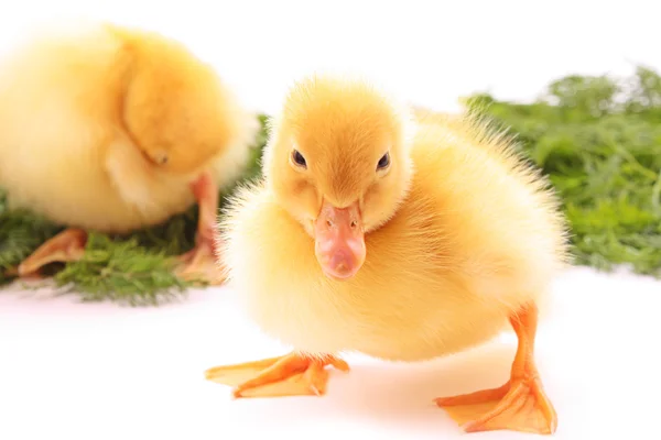 Two duckling on green background isolated on white — Stock Photo, Image