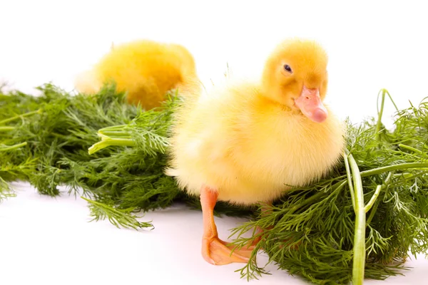 Kachny na zelené trávě — Stock fotografie
