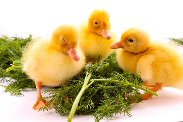 Kachny na zelené trávě — Stock fotografie
