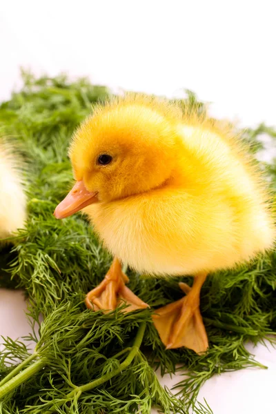 Duckling on green grass — Stock Photo, Image