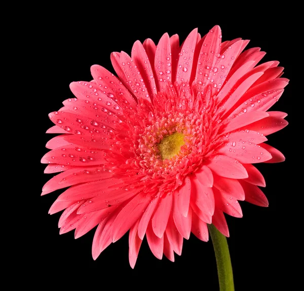 Red gerbera isolated on back — Stock Photo, Image