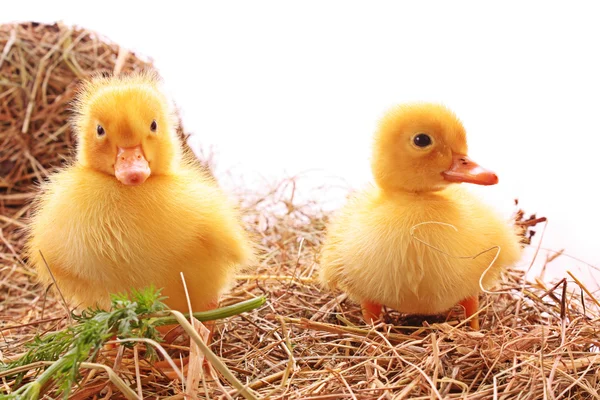 Two young ducks — Stock Photo, Image