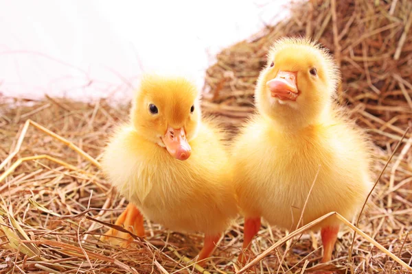 Dwóch młodych kaczek — Zdjęcie stockowe