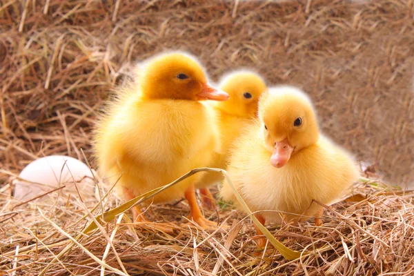 Três patos a guardar ovos — Fotografia de Stock