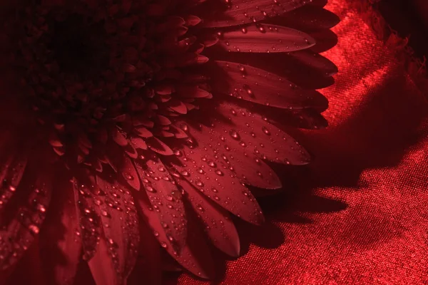Czerwony gerbera na czerwonym tle — Zdjęcie stockowe