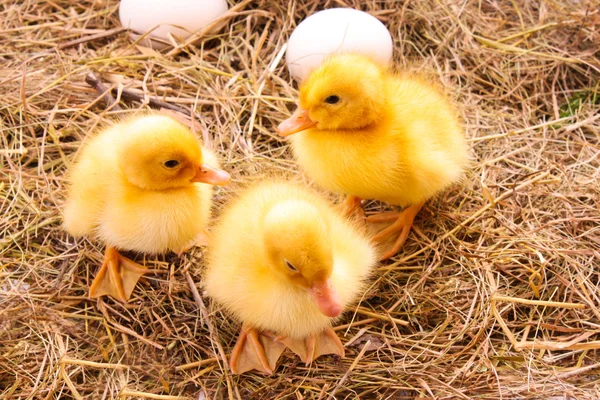 小鸭和蛋在干草背景 — 图库照片
