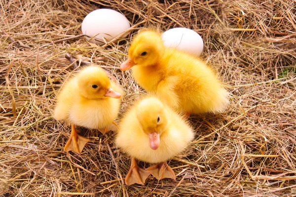 Каченята та яйця на фоні сіна — стокове фото