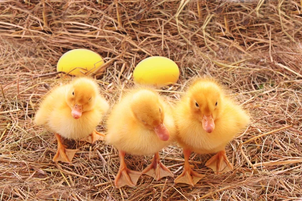 Three duckling guarding golden eggs — Stock Photo, Image
