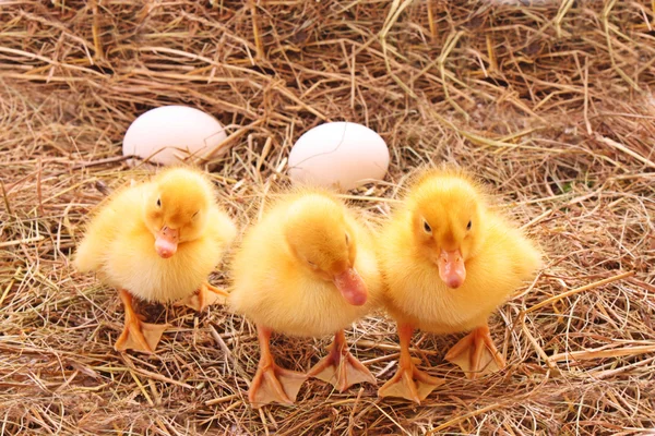 Три утенка, охраняющие яйца — стоковое фото