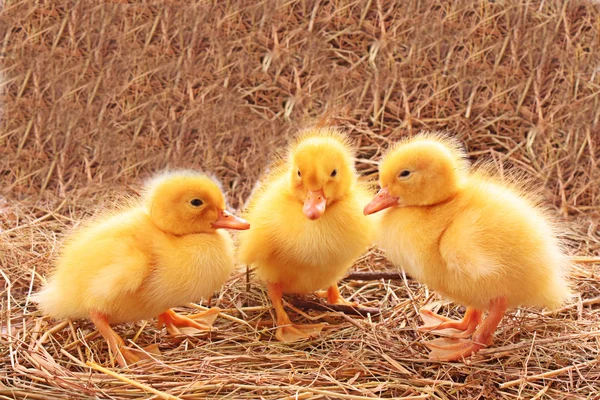 Trzech młodych kaczek — Zdjęcie stockowe