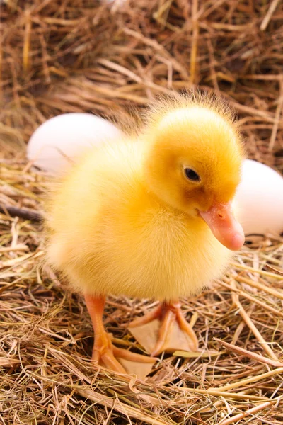 Ducklings and eggs in hay background — Stock Photo, Image